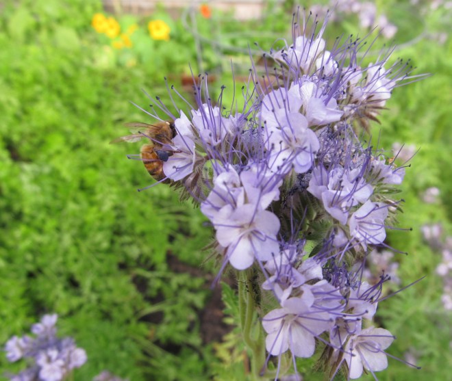 Honey bee on bee's friend (Phacelia tanacetifolia)