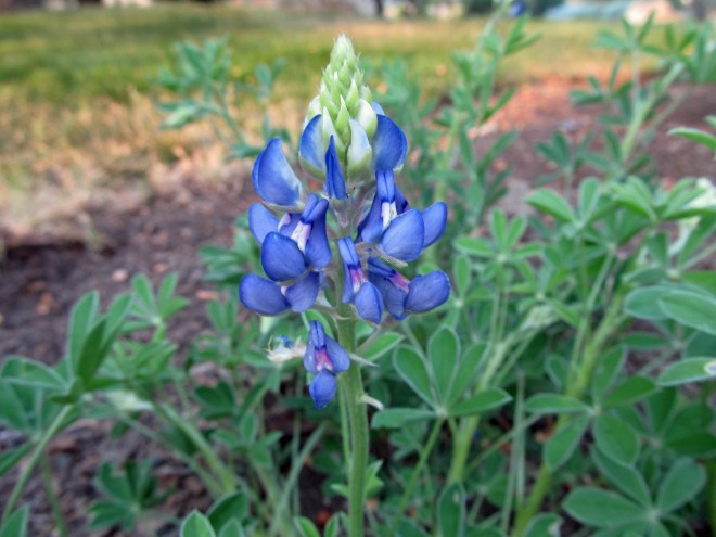Lupinus texensis - Texas bluebonnet