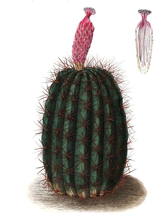 Denmoza rhodacantha illustration - image credit: www.eol.org