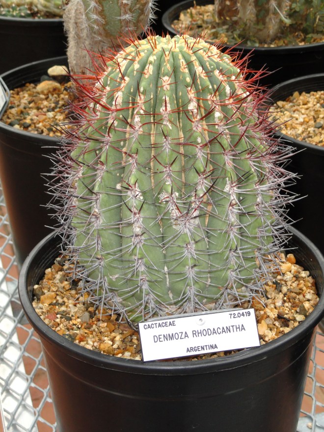 Denmoza rhodacantha at Univeristy of California Botanical Garden at Berkeley - photo credit wikimedia commons