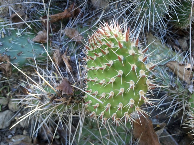 Pads of Opuntia polyacantha