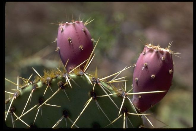 Fruits ("tunas") of Opuntia engelmannii - photo credit: www.eol.org