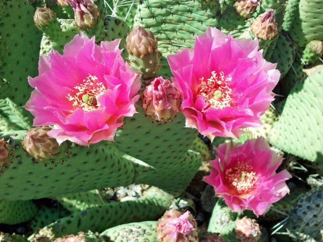 Flowers of Opuntia sp. with bee inside flower on the left