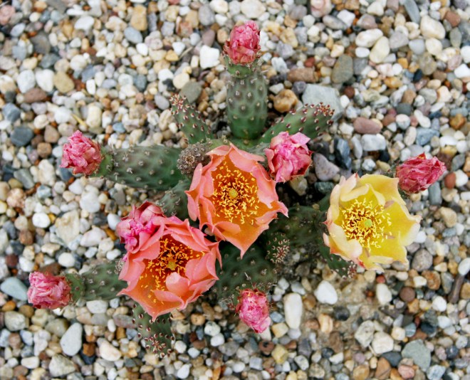 Opuntia fragilis 'Frankfurt' - photo credit: wikimedia commons