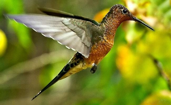 Patagona gigas (giant hummingbird) was observed approaching the flower of a Denmoza rhodacantha but quickly turned away (photo credit: www.eol.org)