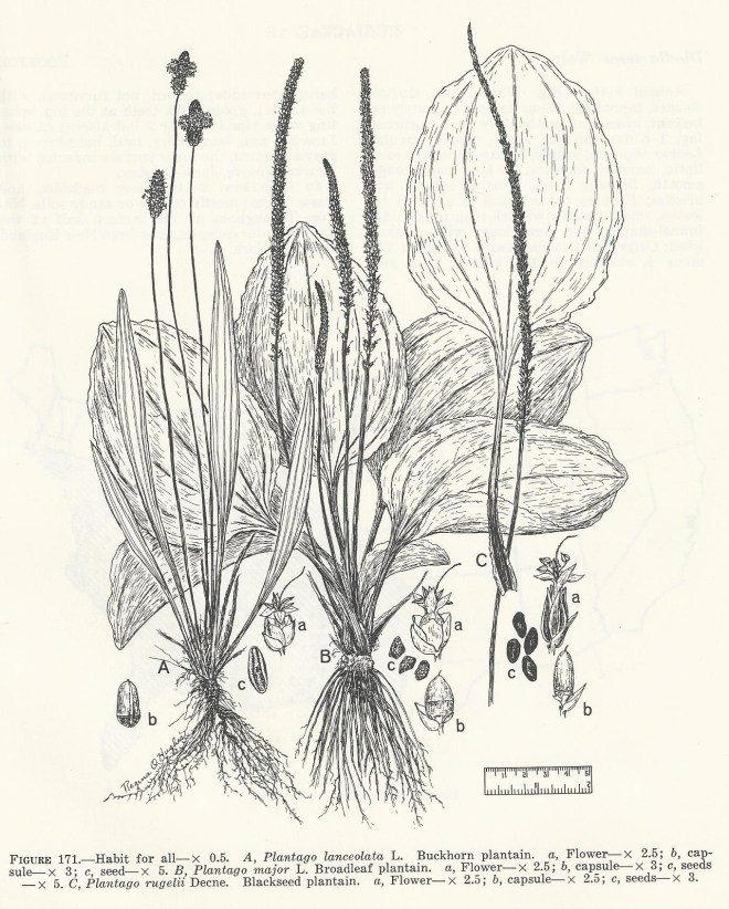 An illustration of three Plantago species found in Selected Weeds of the United States - Agriculture Handbook No. 366 circa 1970