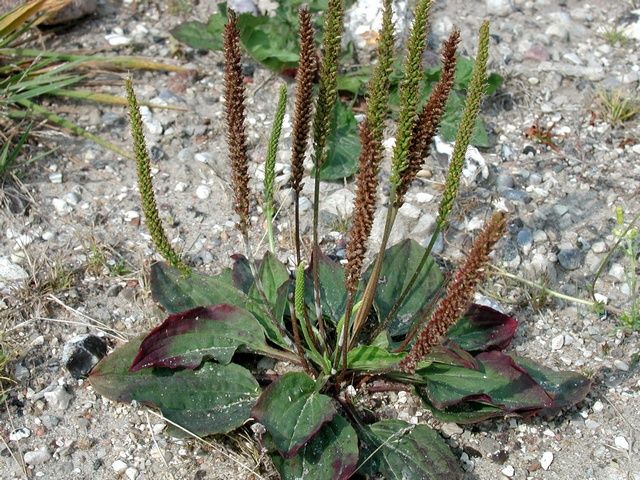 "White man's footstep, generous and healing, grows with its leaves so close to the ground that each step is a greeting to Mother Earth." - Robin Wall Kimmerer, Braiding Sweetgrass (photo credit: www.eol.org)