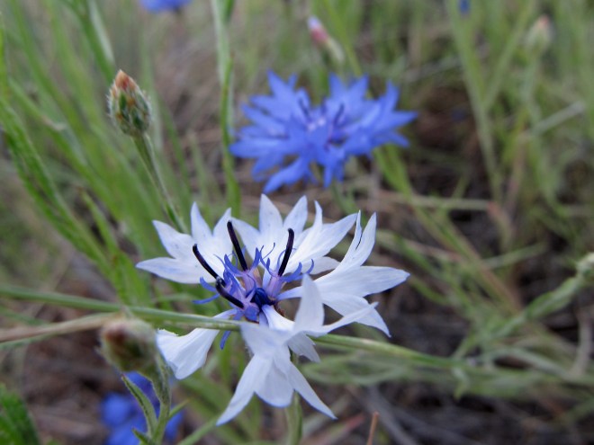Bachelor's Buttons (Centaurea cyanus) are native to Europe. They are a common cultivated flower and have escaped from yards into the foothills. They are quite attractive and popular among pollinators. Their flowers and stems are edible so perhaps we should all take to eating them.