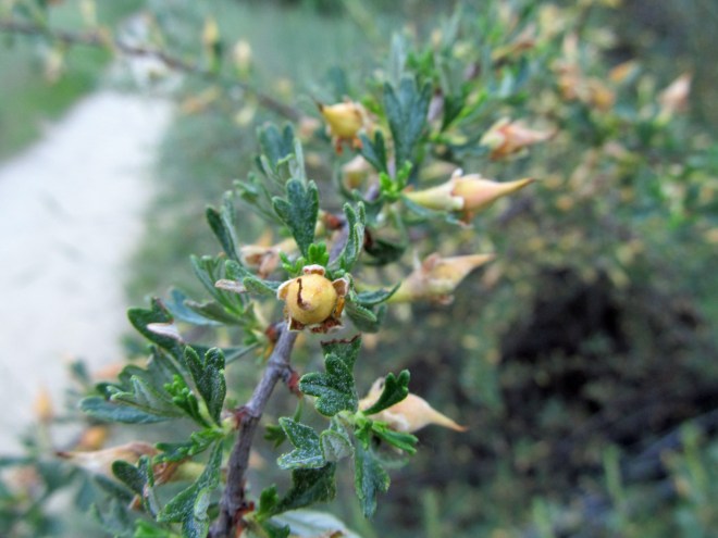 Fruits forming on antelope bitterbrush (Purshia tridentata), one of several shrubs native to the Boise Foothills.