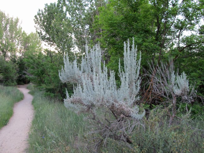 boise foothills trail