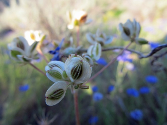The fruits of nineleaf biscuitroot (Lomatium triternatum), a spring flowering plant in the carrot family (Apiaceae).