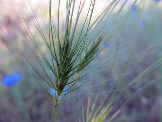 Medusahead (Taeniatherum caput-medusa) is an invasive annual grass from Eurasia. It has an ecological impact similar to cheatgrass (Bromus tectorum).