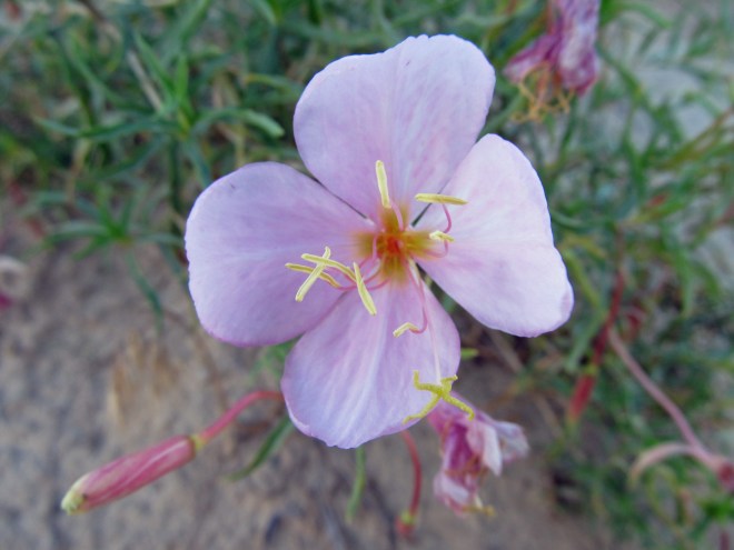Pale evening primrose (Oenothera pallida) - a foothills native pollinated by nocturnal moths.