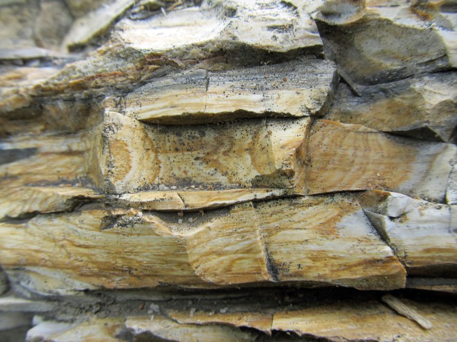 petrified log 1