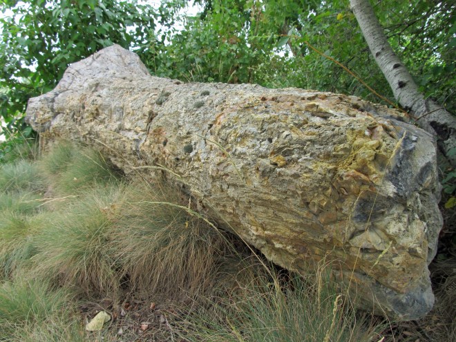 petrified log 2