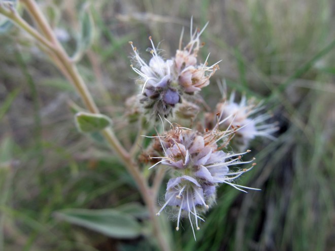 Silverleaf phacelia (Phacelia hastate) - a foothills native that is also a pollinator favorite.