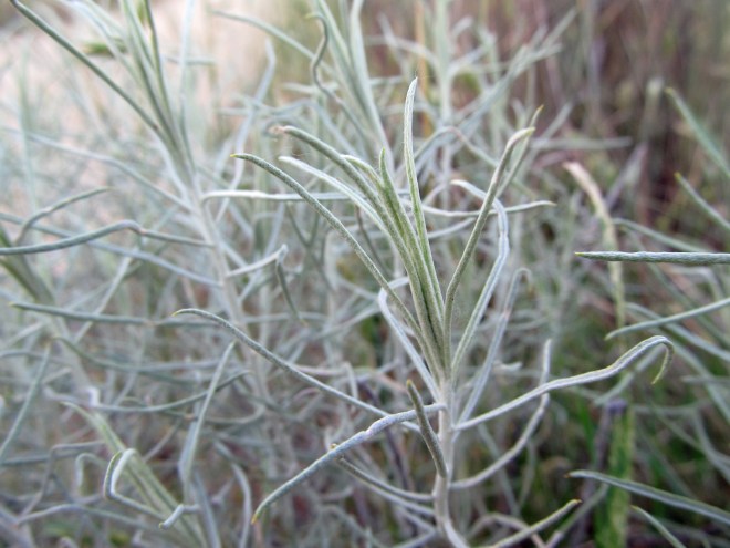 Rubber rabbitbrush (Ericameria nauseosa), a native shrub that flowers in late summer.