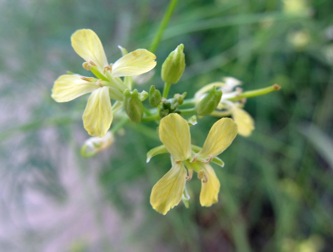 Tall tumblemustard (Sisymbrium altissimum) an introduced species and one of many tumbleweed species in the western states.