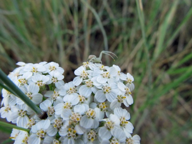Little spider atop the flowers of western yarrow (Achilea millefolium), a foothills native.