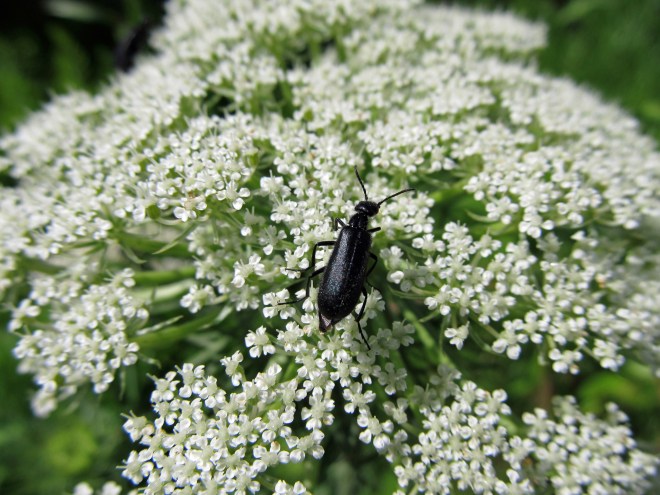Blister beetle on carrot flowers (a preferred food source of flies). Beetles can be important pollinators, even despite chewing on the flowers as they proceed.