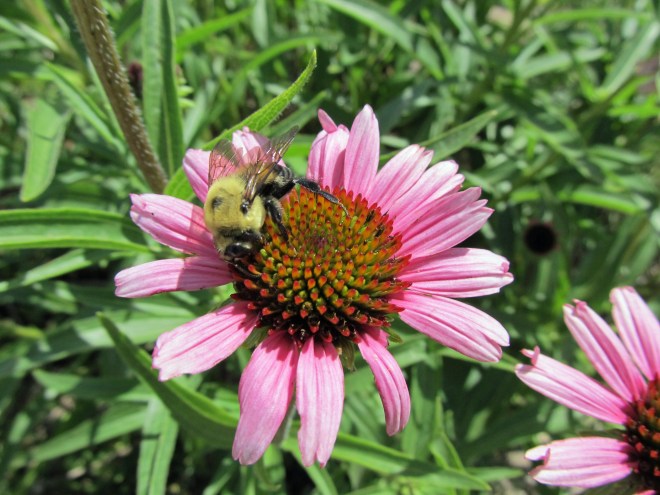 Bumblebee on Echinacea sp.