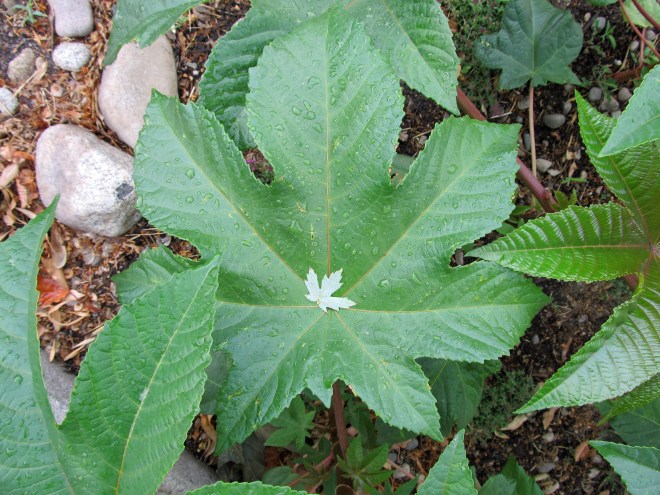 Silver maple leaf nestled in the center of a castor bean leaf.