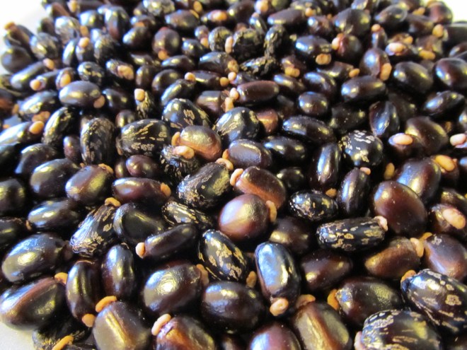 castor bean seeds