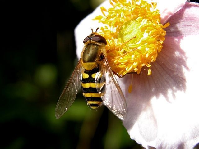 Common banded hoverfly (Syrphus ribesii) - one species of hundreds in the syrphid fly family, a common and diverse family of flower visiting flies (photo credit: www.eol.org)