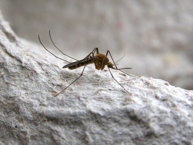 Northern House Mosquito (Culex pipiens) - one of the species of mosquitoes that has been observed pollinating Silene otitis. photo credit: www.eol.org