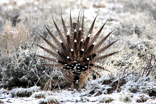 A view from behind a male greater sage-grouse (Centrocercus urophasianus ) - photo credit: wikimedia commons