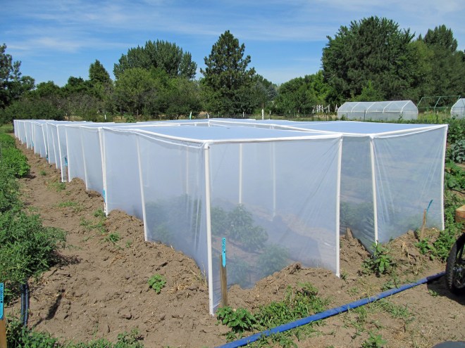 A series of isolation tents over various crops to help prevent cross pollination between varieties.