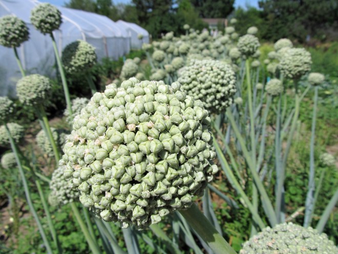 A row of onions setting seed at Earthly Delights Farm. Onions are another crop that is commonly pollinated by flies.