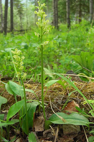 Bluntleaved orchid (Platanthera obtusata) is pollinated by mosquitoes. phot credit: wikimedia commons