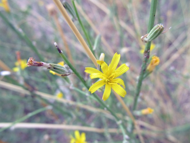 Rush skeletonweed (Chondrilla juncea) - labeled a noxious weed in Idaho