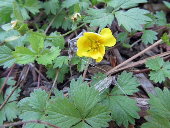 cinquefoil