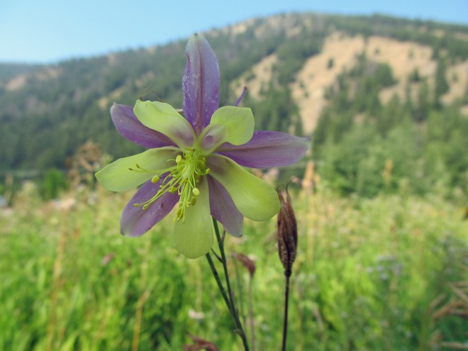 columbine
