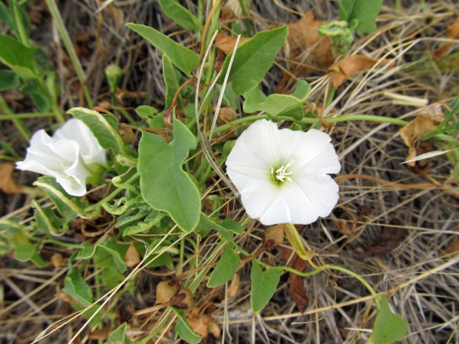 Field bindweed (Convulvulus arvensis) - labeled a noxious weed in Idaho
