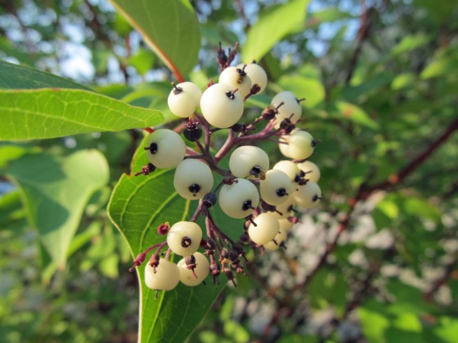 Redtwig dogwood (Cornus stolonifera 'Baileyi')