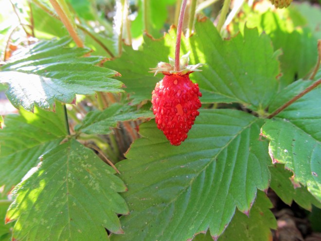 Alpine strawberry (Fragaria sp.)