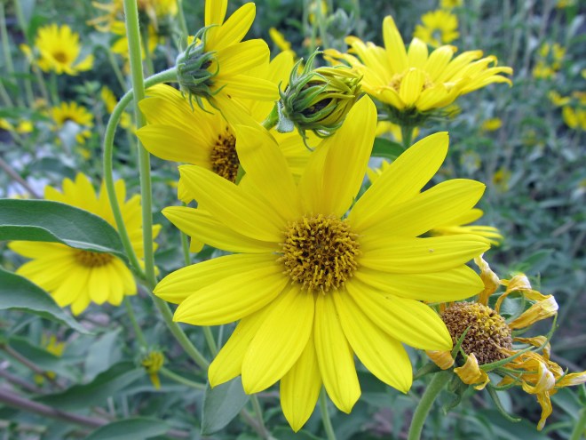 maximilian sunflower