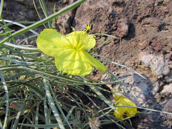 Evening primrose (Oenothera sp.)