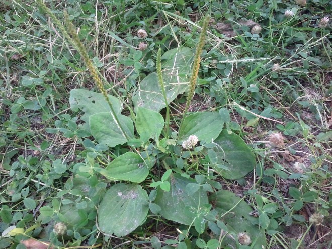 "Greater - or 'ratstail' - plantain had by this time been nicknamed 'Englishman's foot' by the Native Americans, who had witnessed its prodigious advance in the white man's wake." - Richard Mabey, Weeds: In Defense of Nature's Most Unwanted Plants