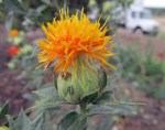 safflower flower 1