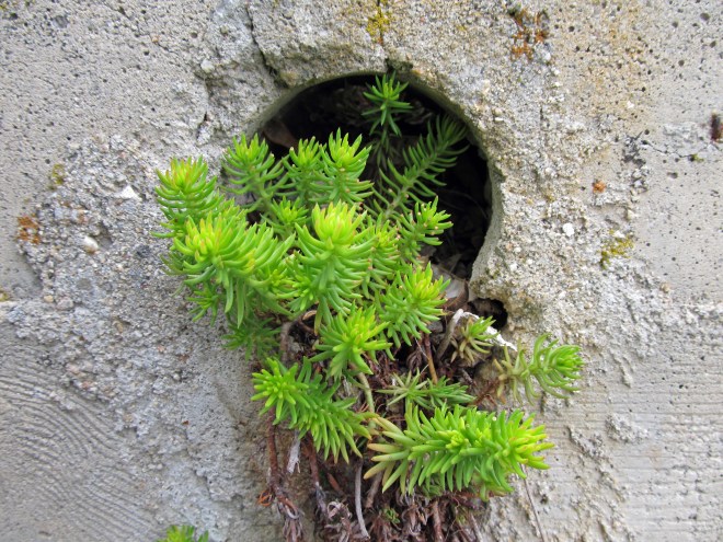 sedums in a hole 2