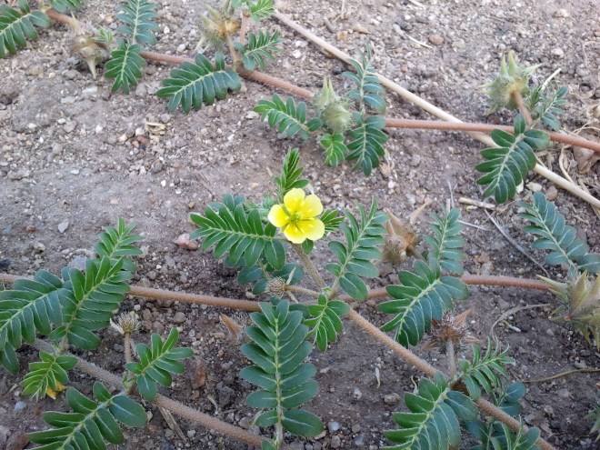 Puncturevine (Tribulus terrestris) - labeled a noxious weed in Idaho