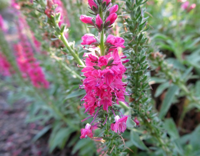 Spiked speedwell (Veronica spicata 'Red Fox')