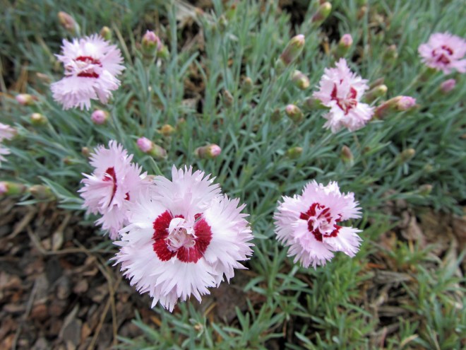 Dianthus sp.