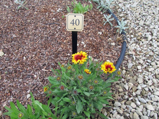 Blanket Flower (Gaillardia x grandiflora 'Goblin') Plants in the garden are accompanied by a sign with a number on it. The sign corresponds to the plant list that is provided at the entrances to the garden.