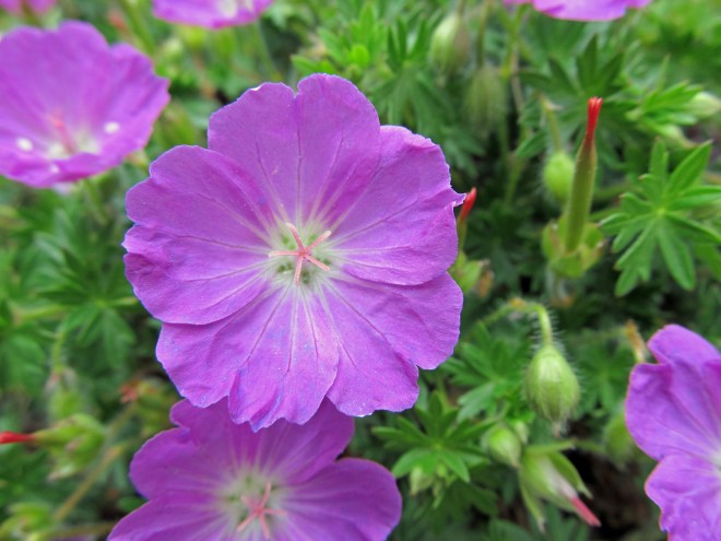 Geranium sp.