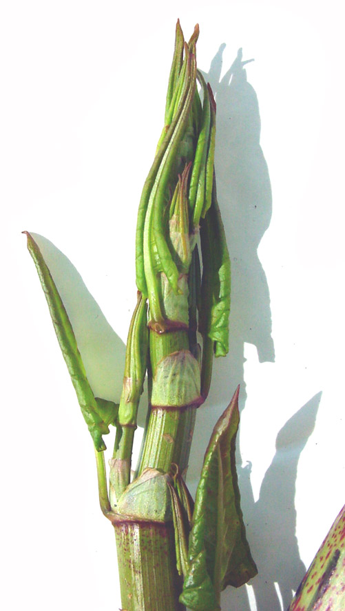 Japanese knotweed (Fallopia japonica) is listed as one the 100 Worst Invasive Species - photo credit: wikimedia commons